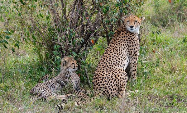 Hopkins, Cindy Miller 아티스트의 Africa-Kenya-Serengeti-Maasai Mara-Female cheetah with cubs-endangered species작품입니다.
